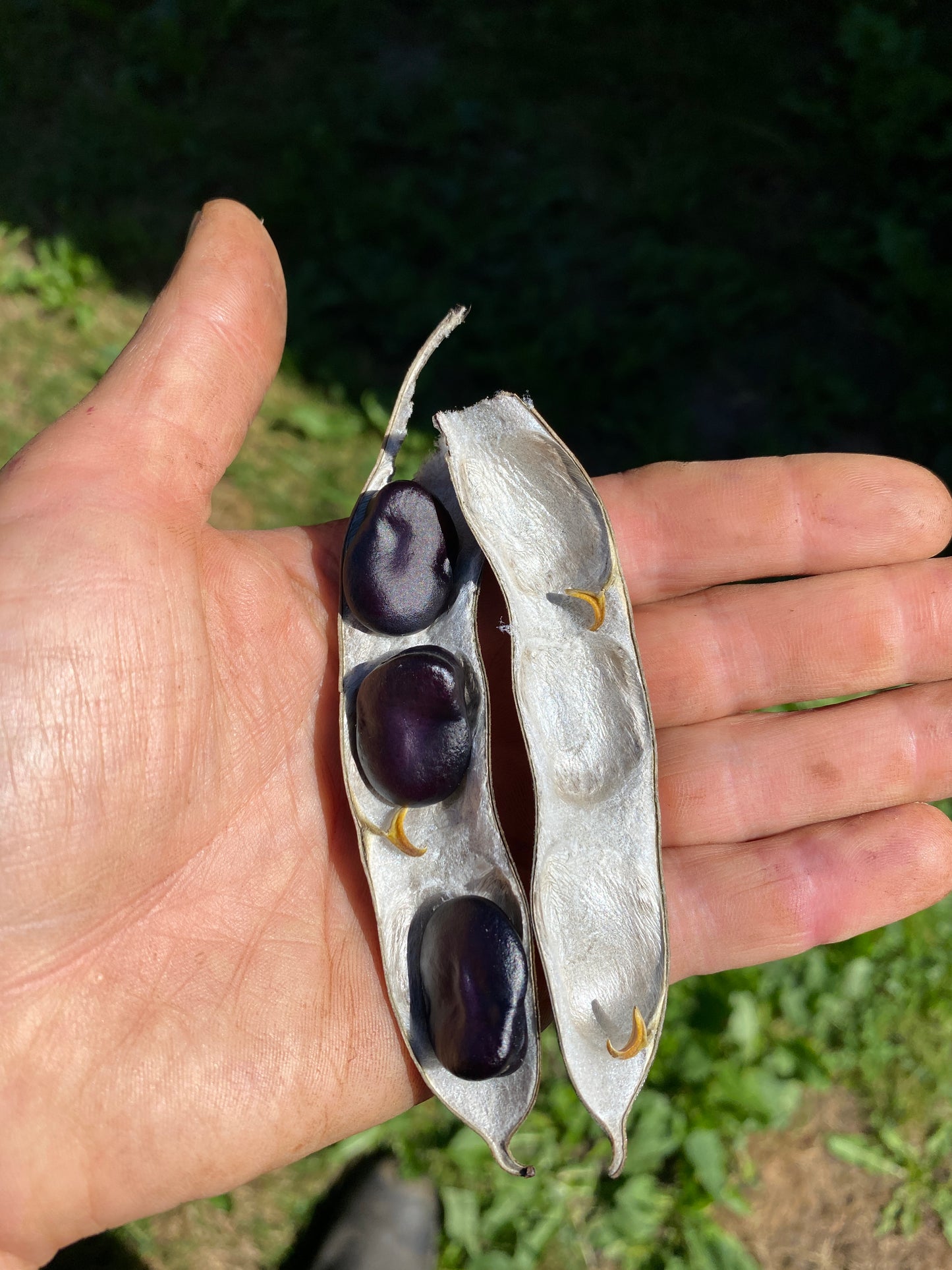 Foundations of Seed Saving with Jen Williams