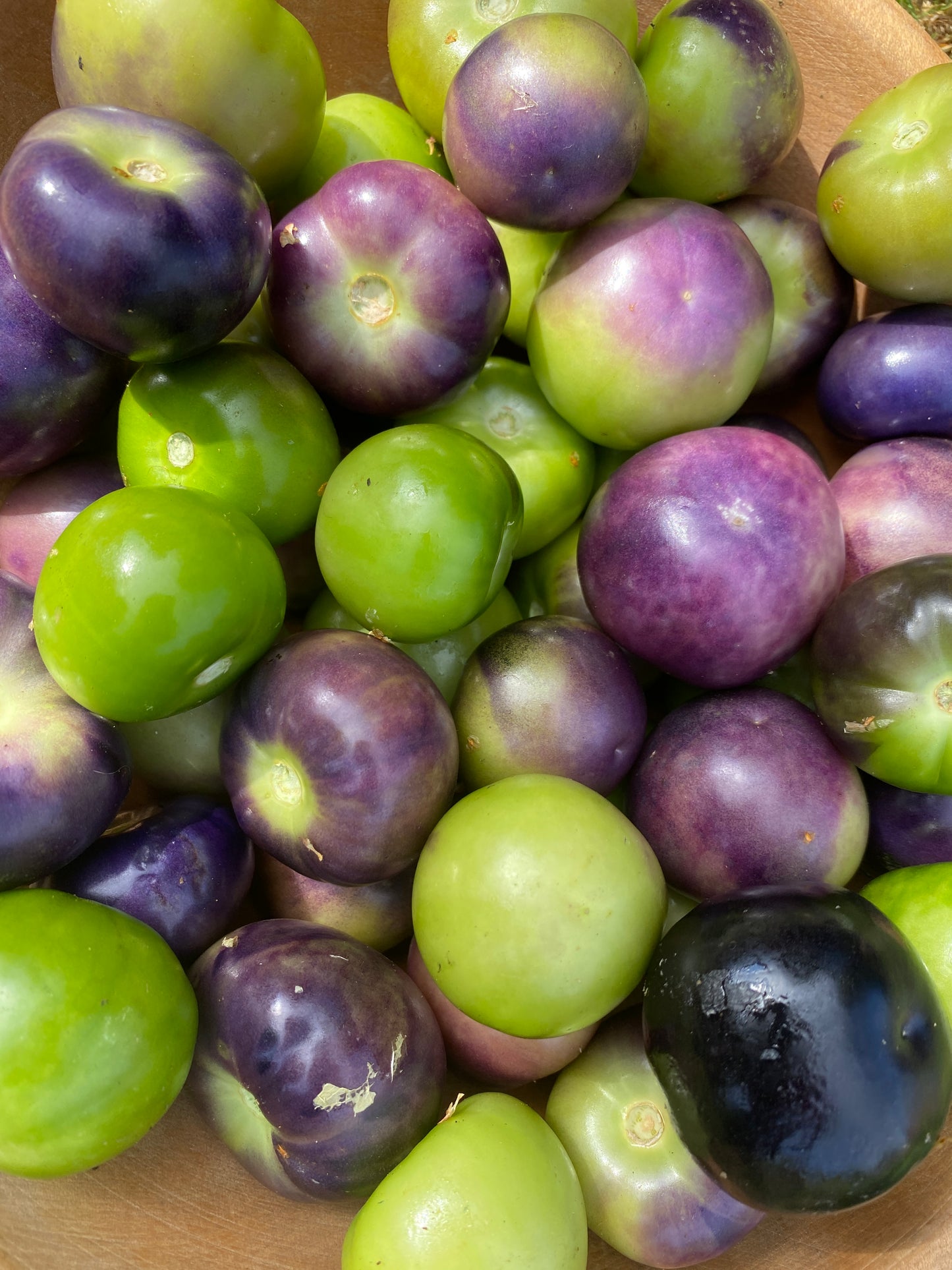 Purple and Green Tomatillo