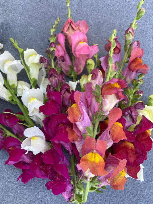 Snappy Multicolor Snapdragon Mix
