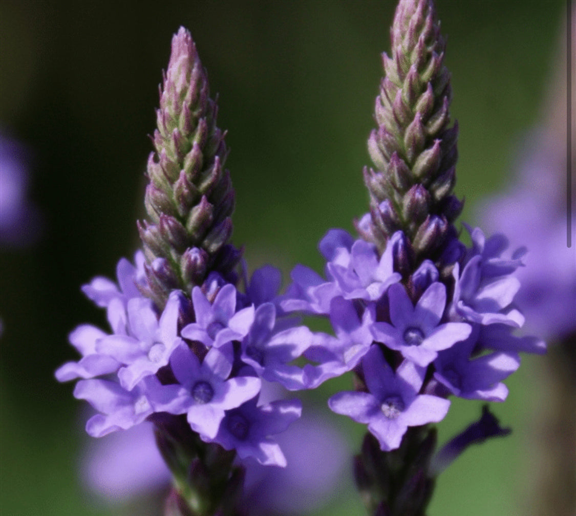 Blue Vervain