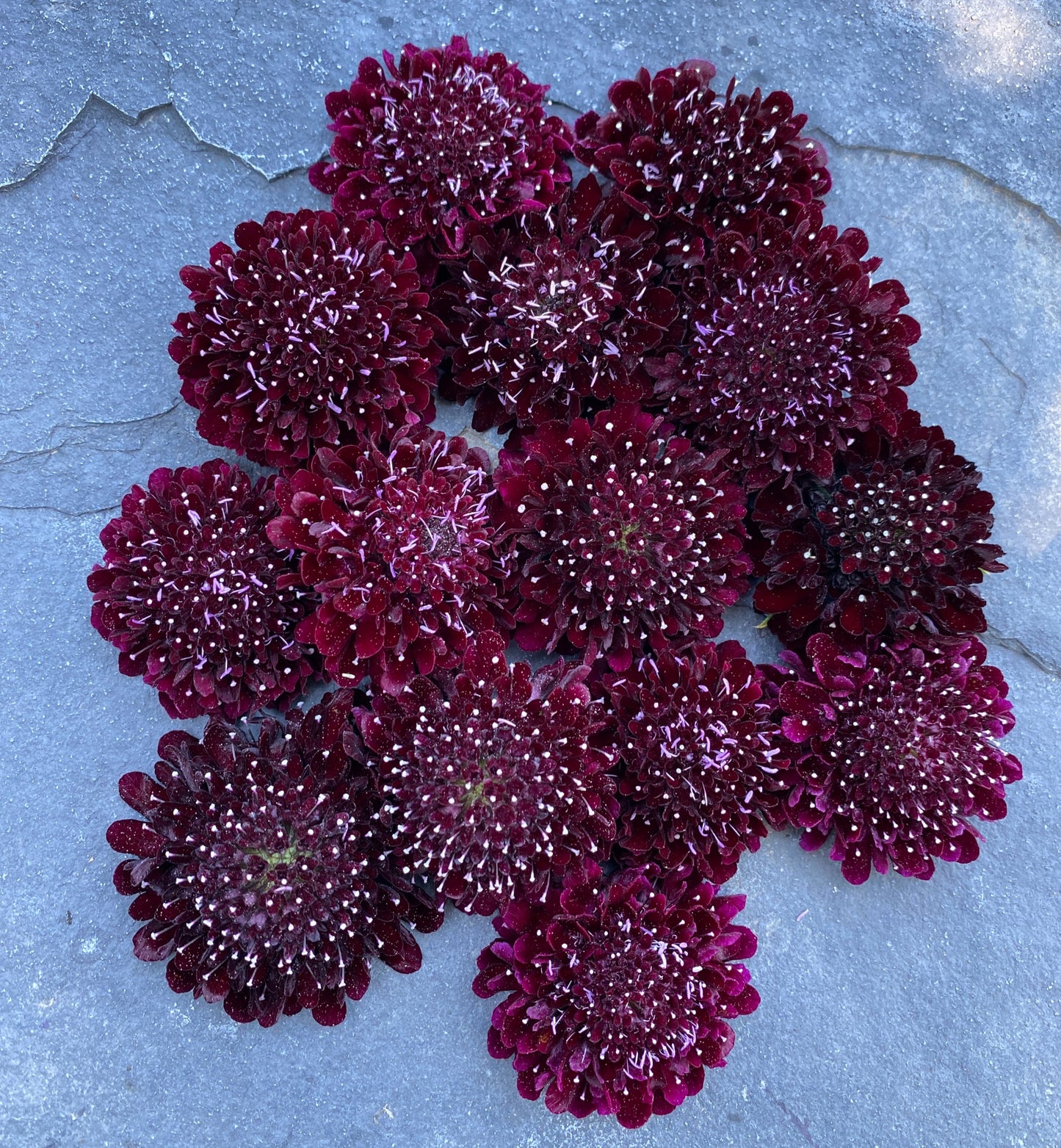 Black Knight Scabiosa