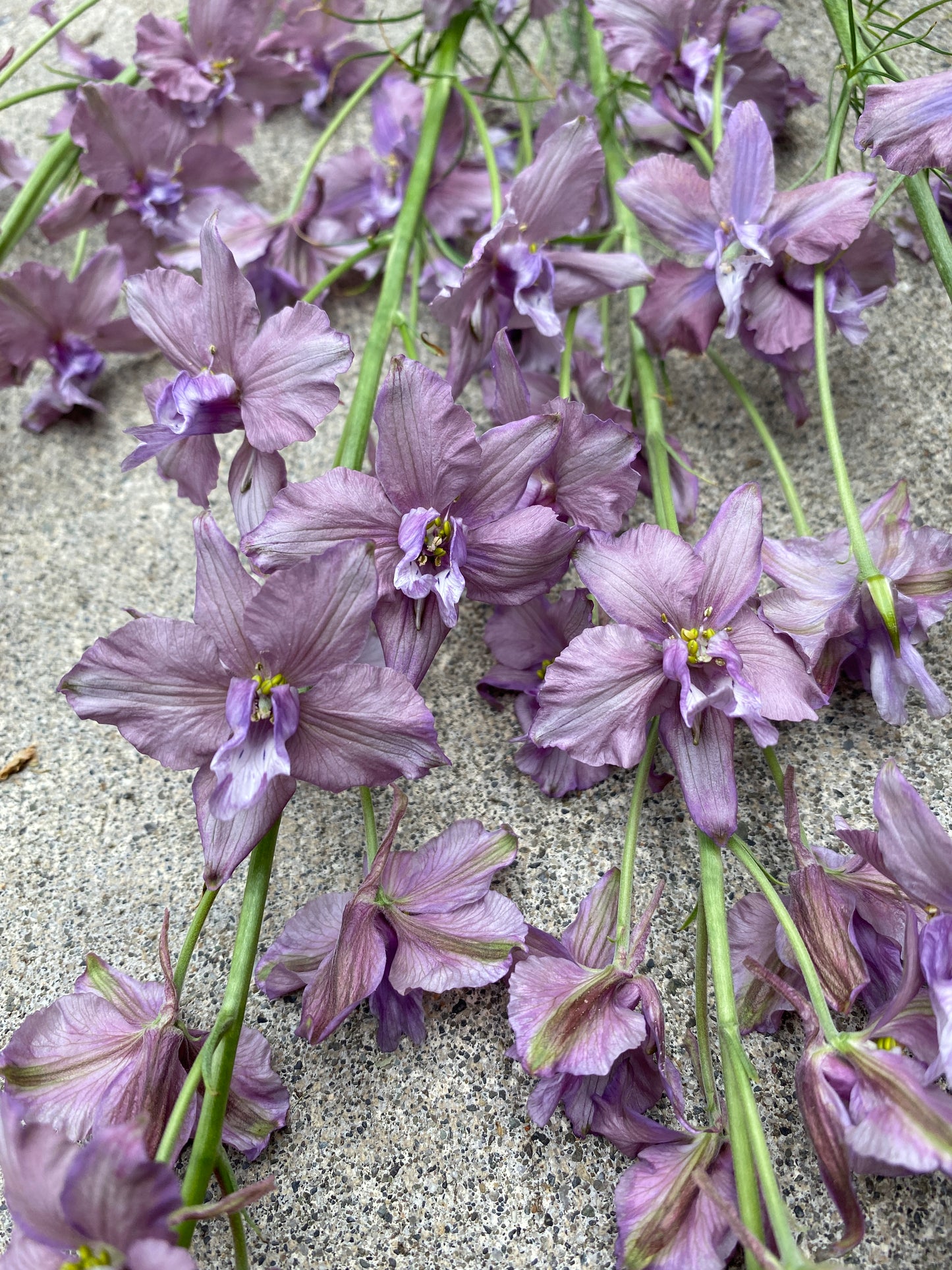 Earl Grey Larkspur