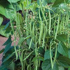 Jade Bush Bean