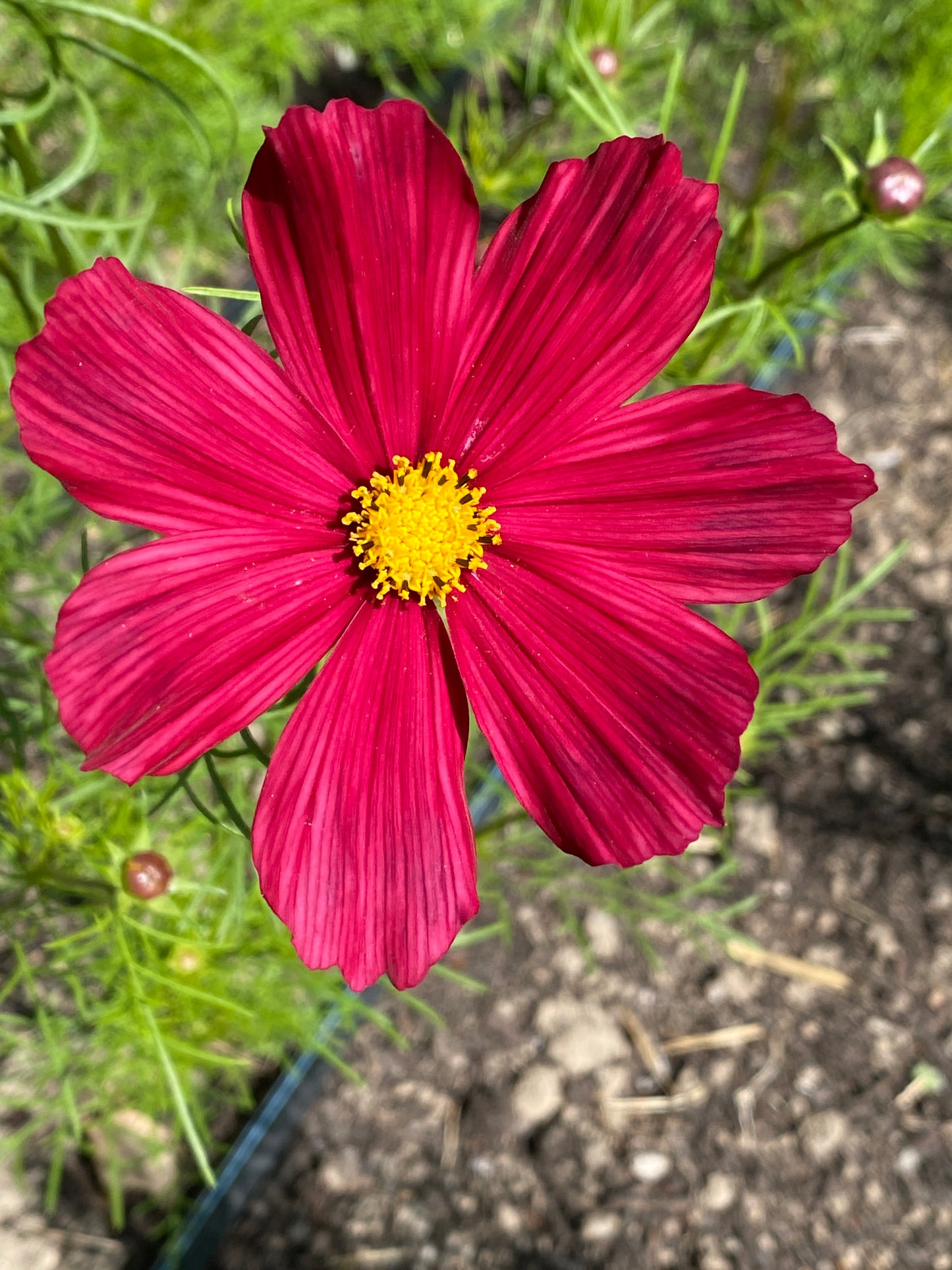 Rubenza Cosmos