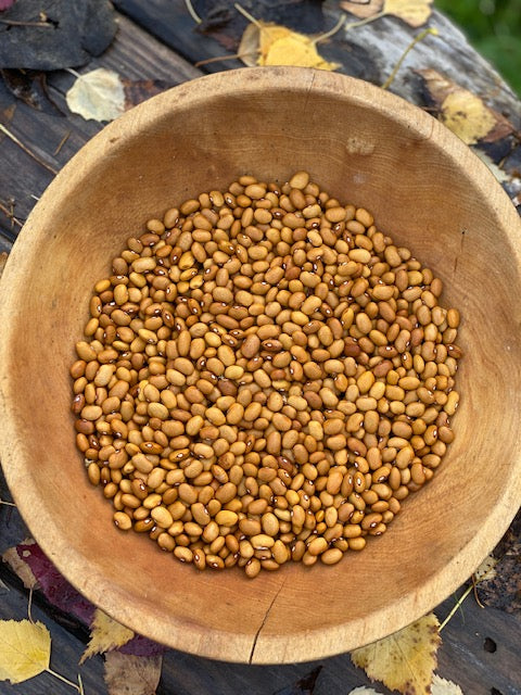 Buckeye Bush (ish) Dry Bean
