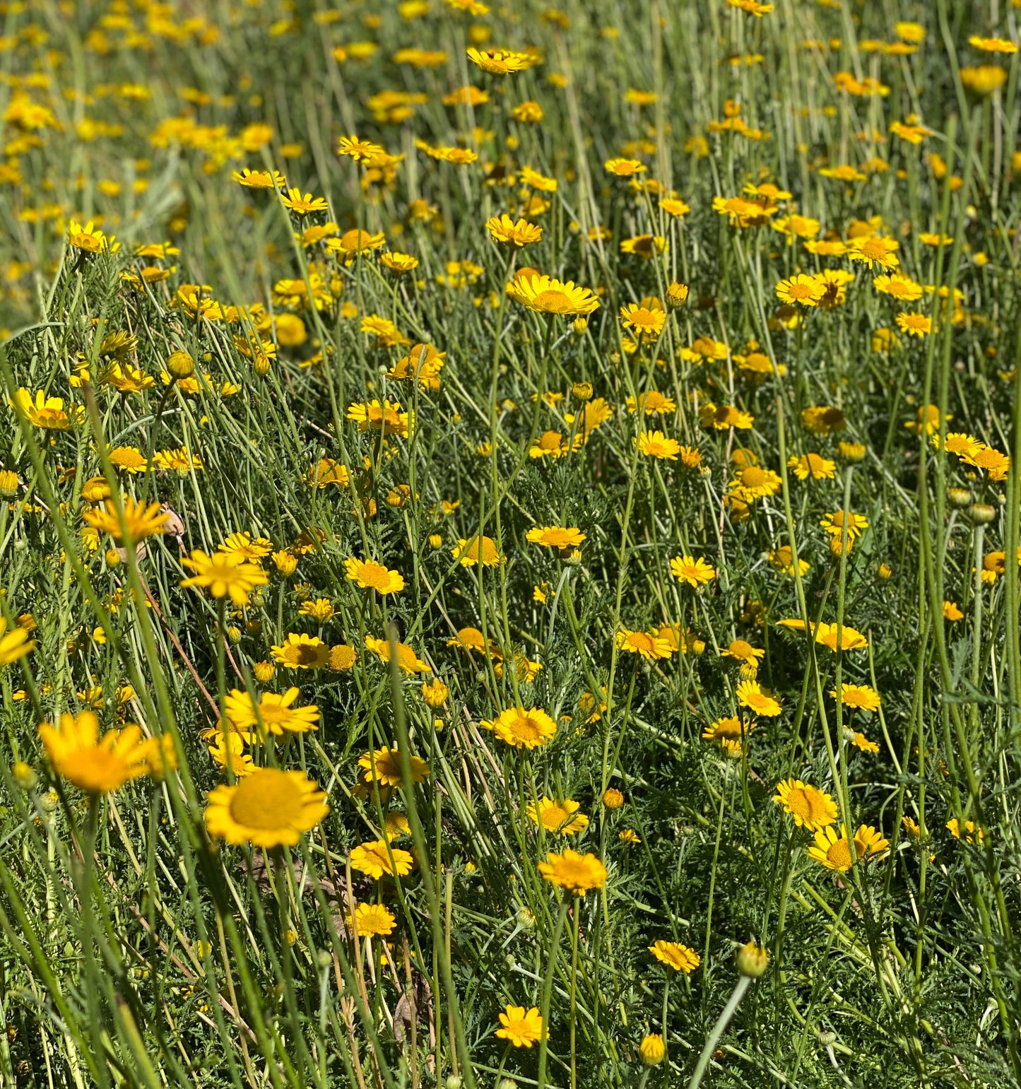 Dyer's Chamomile