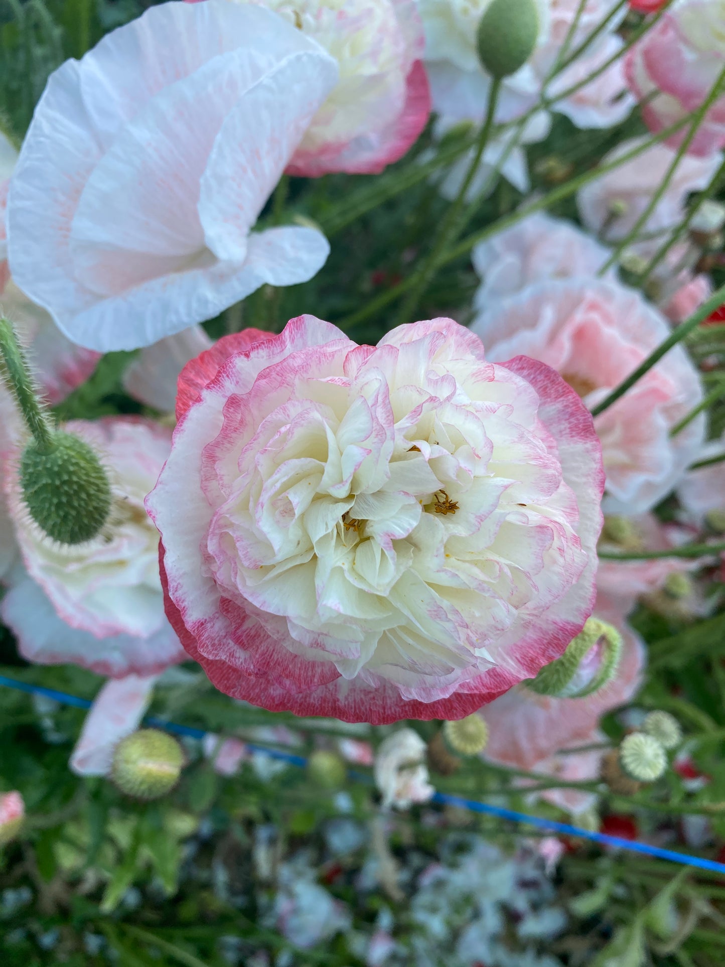 Love Cloud Shirley Poppy