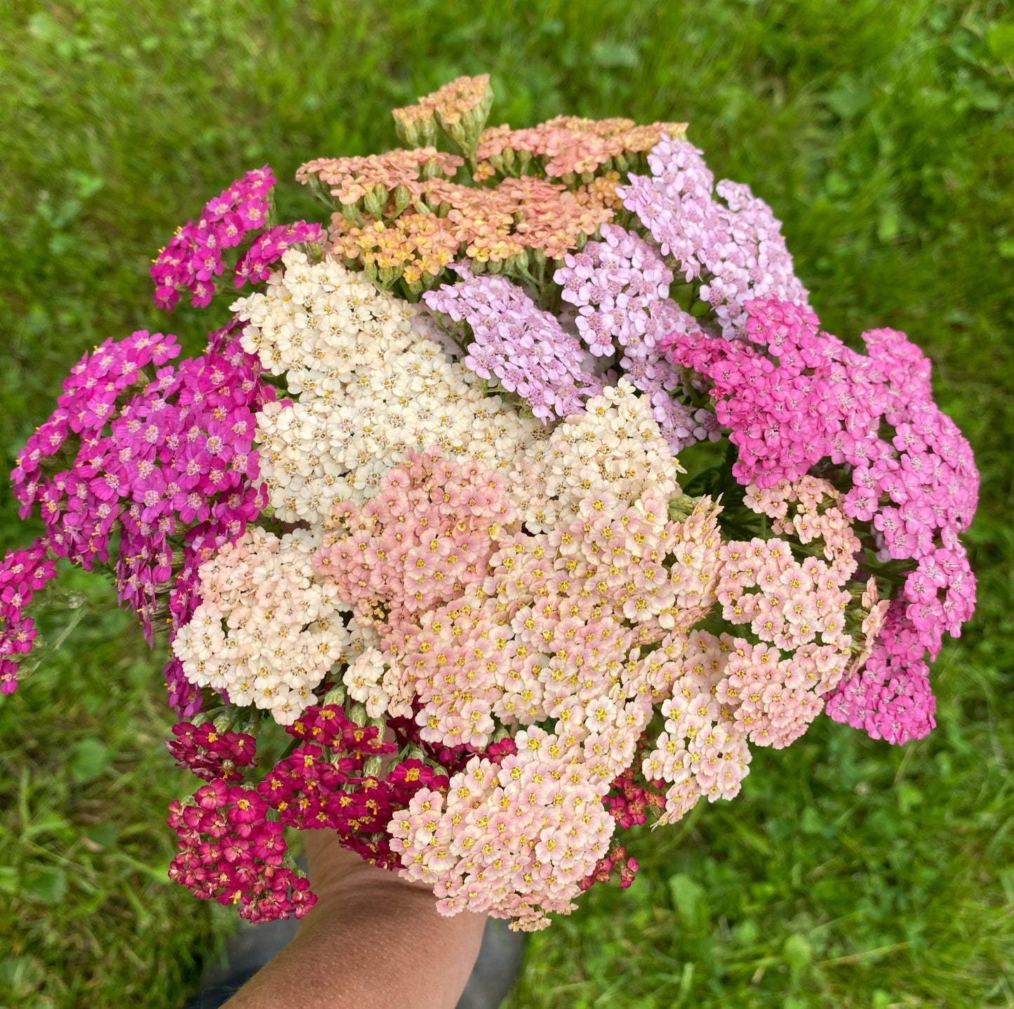 Summer Berries Yarrow