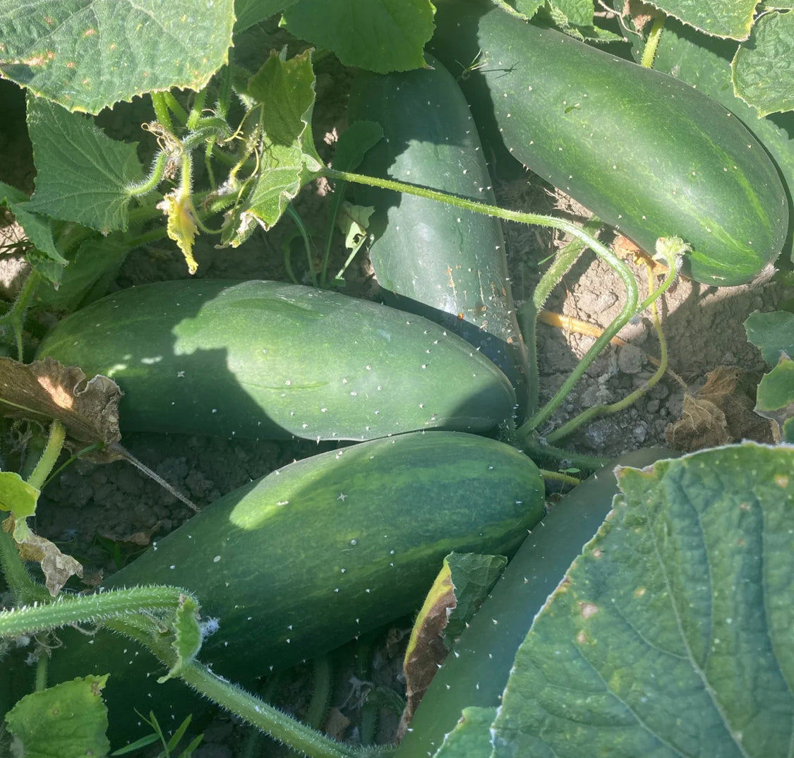 Marketmore Cucumber