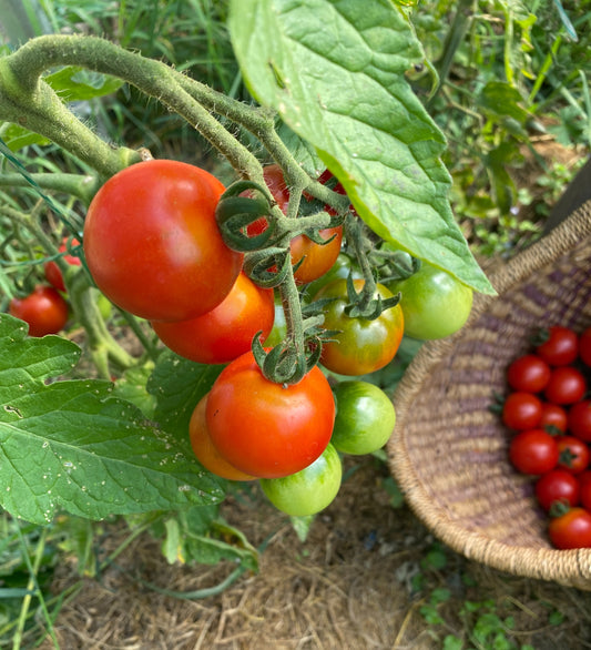 Chadwick Cherry Cherry Tomato