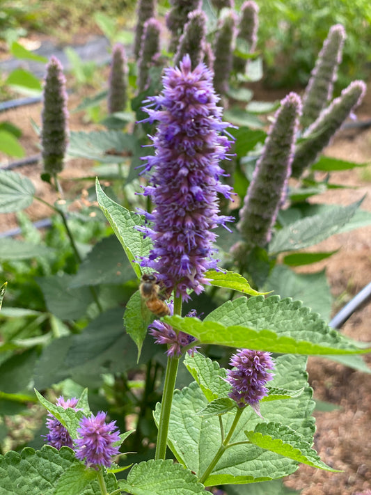 Anise Hyssop