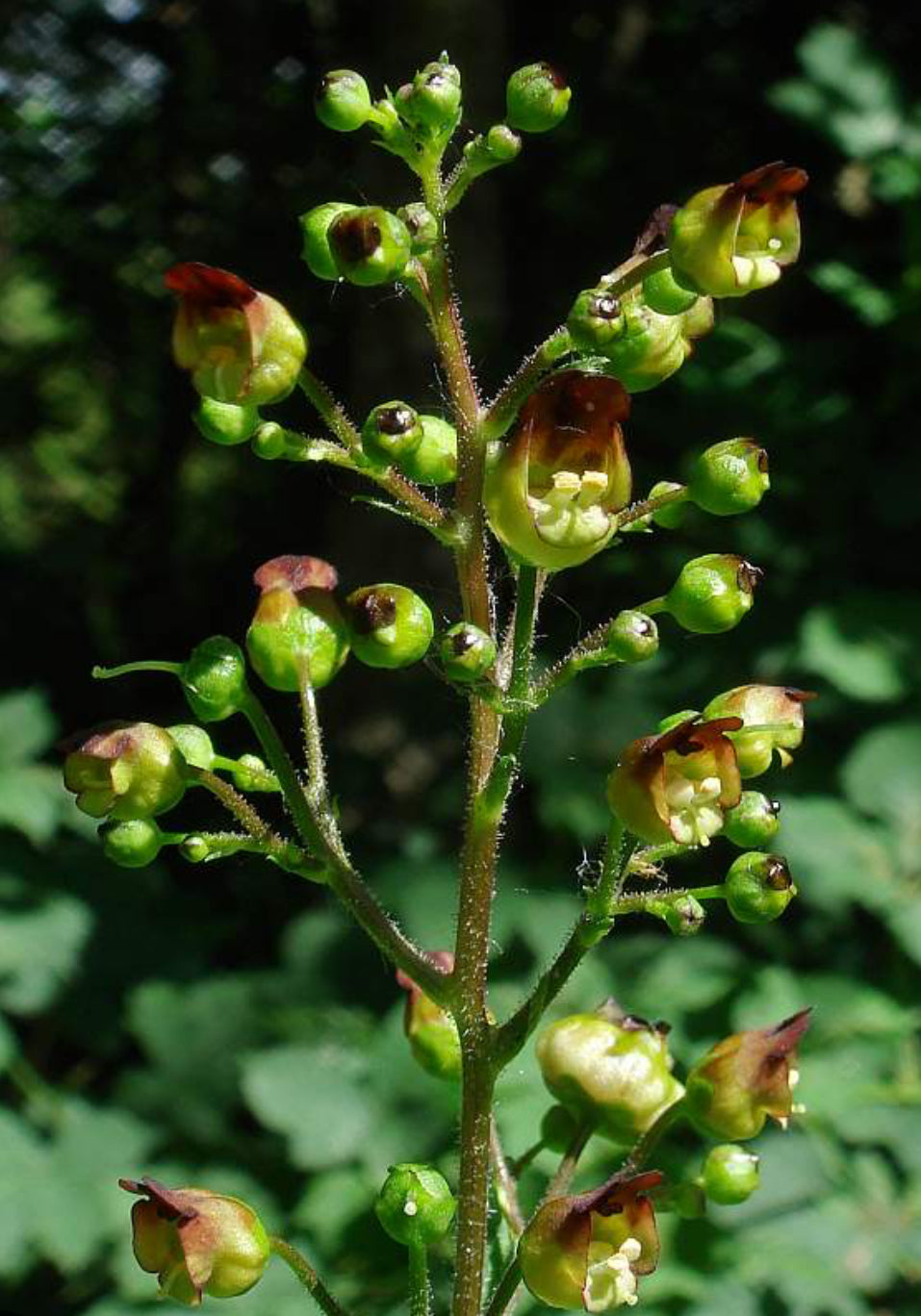 Figwort