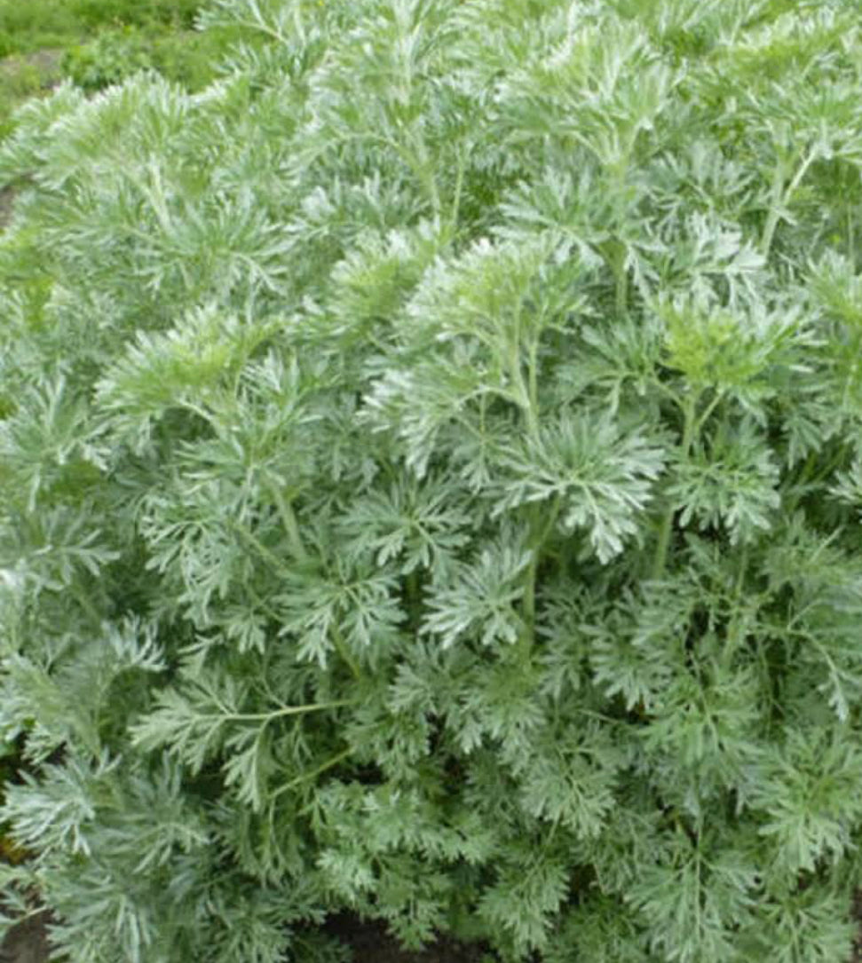 Wormwood