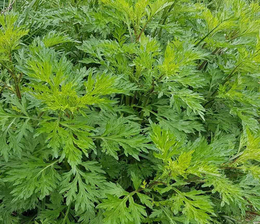 Mugwort