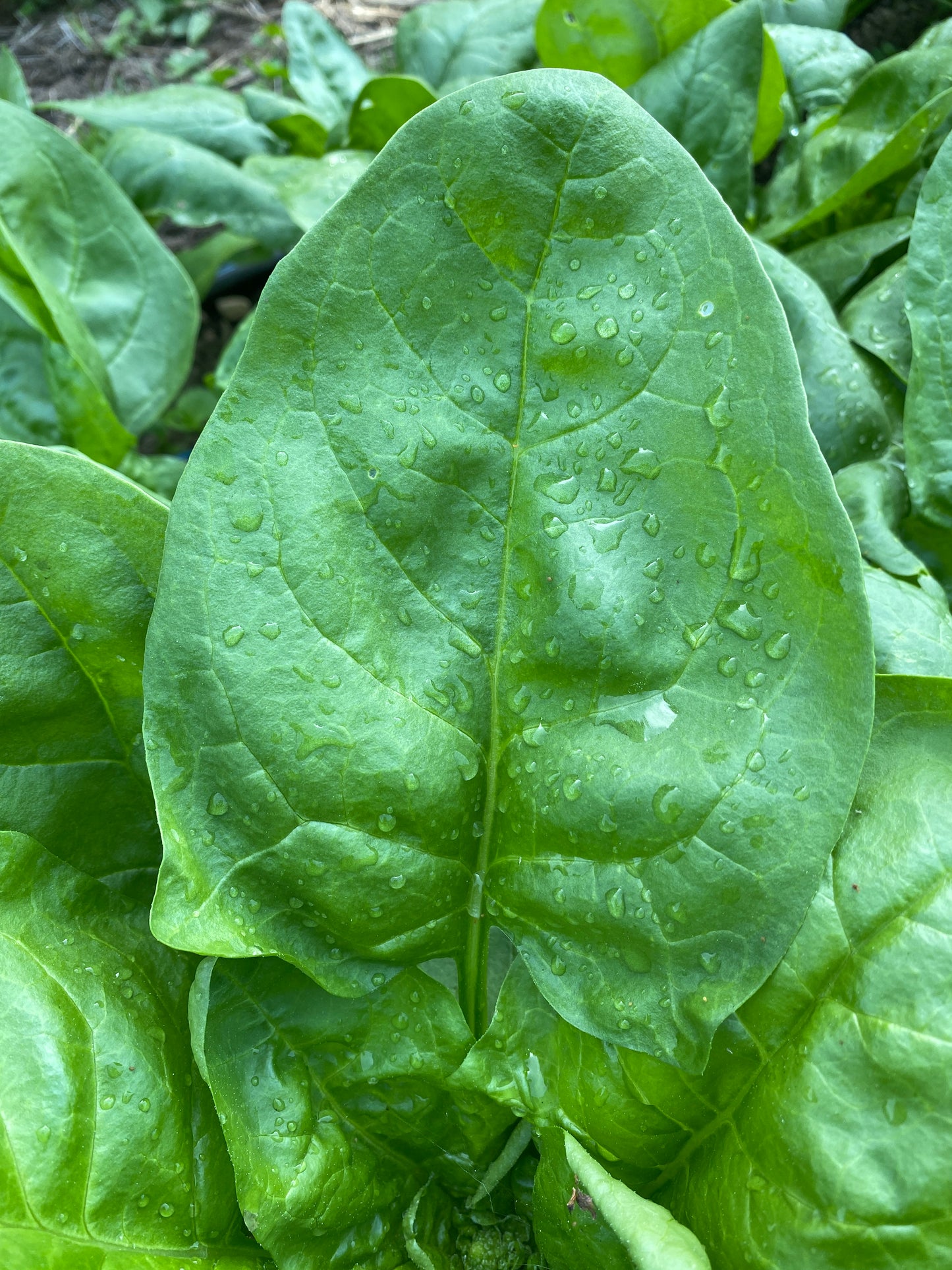 Early Mona Spinach