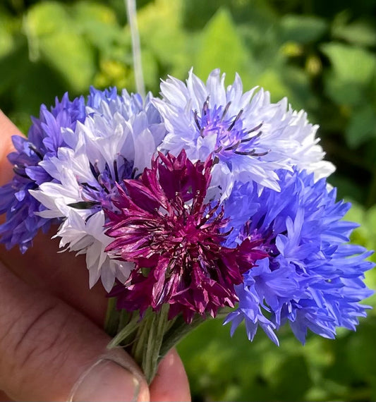 Bachelors Buttons, Beauty Mix