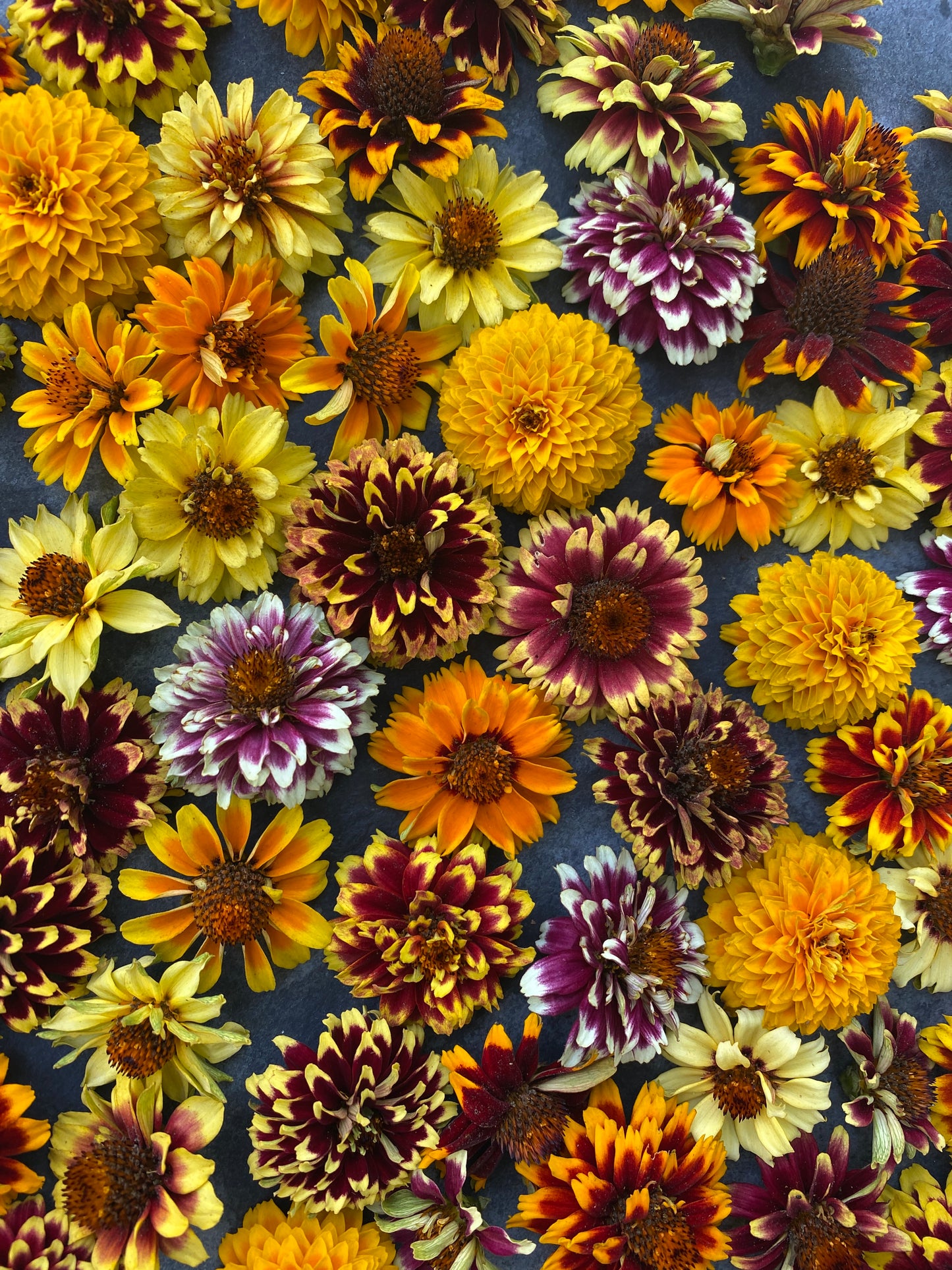 Jazzy Mix Zinnia