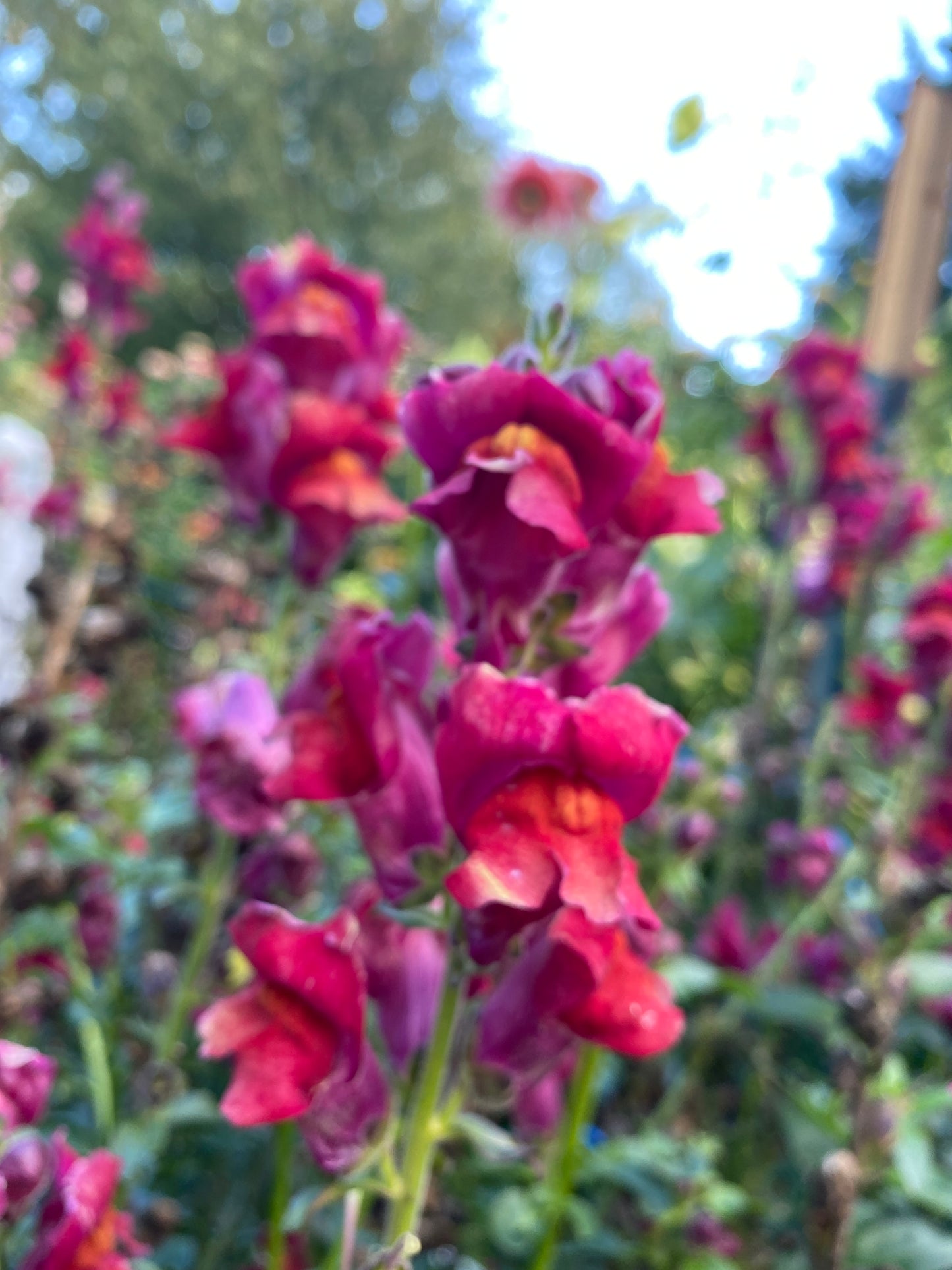 Copper Queen Snapdragon
