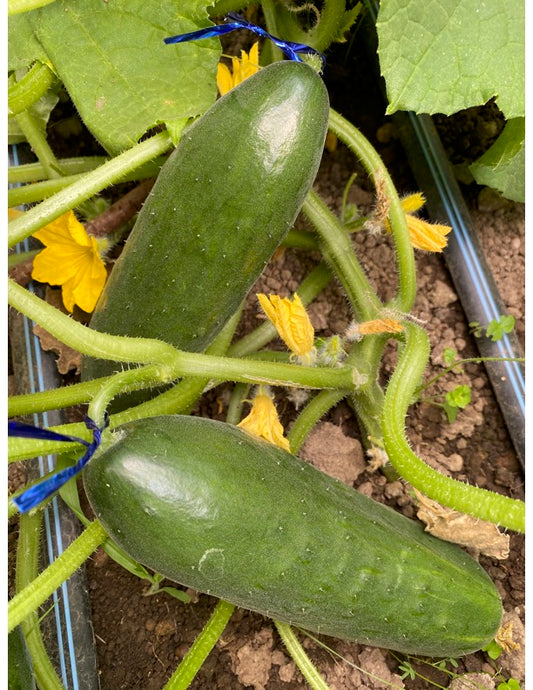 Mid East Peace Cucumber