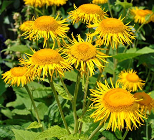 Elecampane
