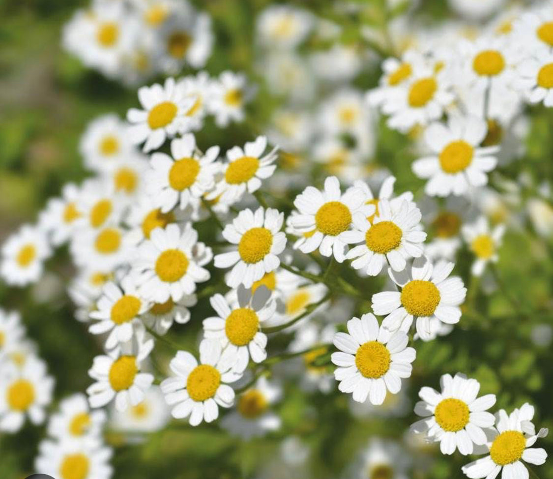 Feverfew