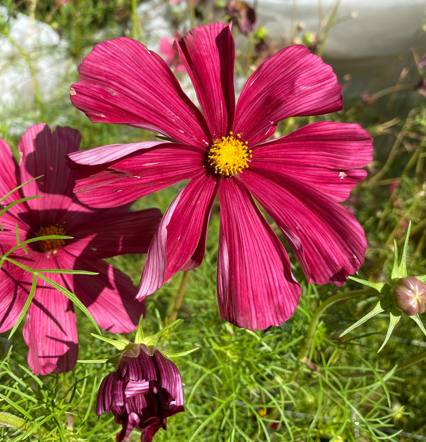 Rubenza Cosmos