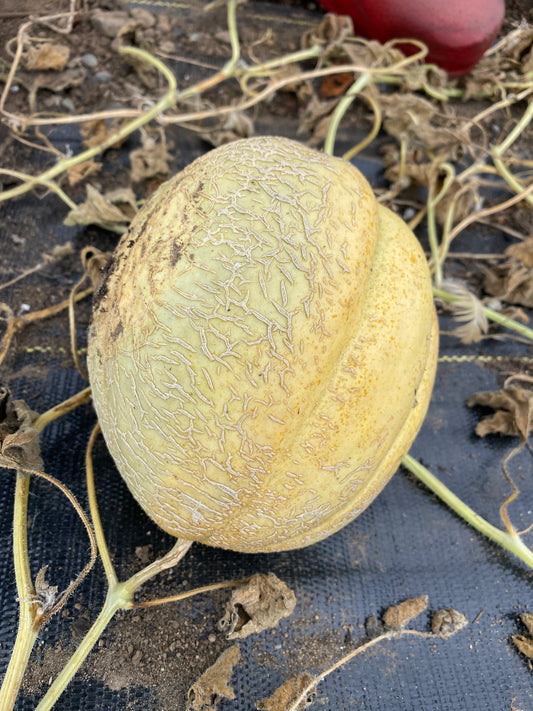Amish Melon