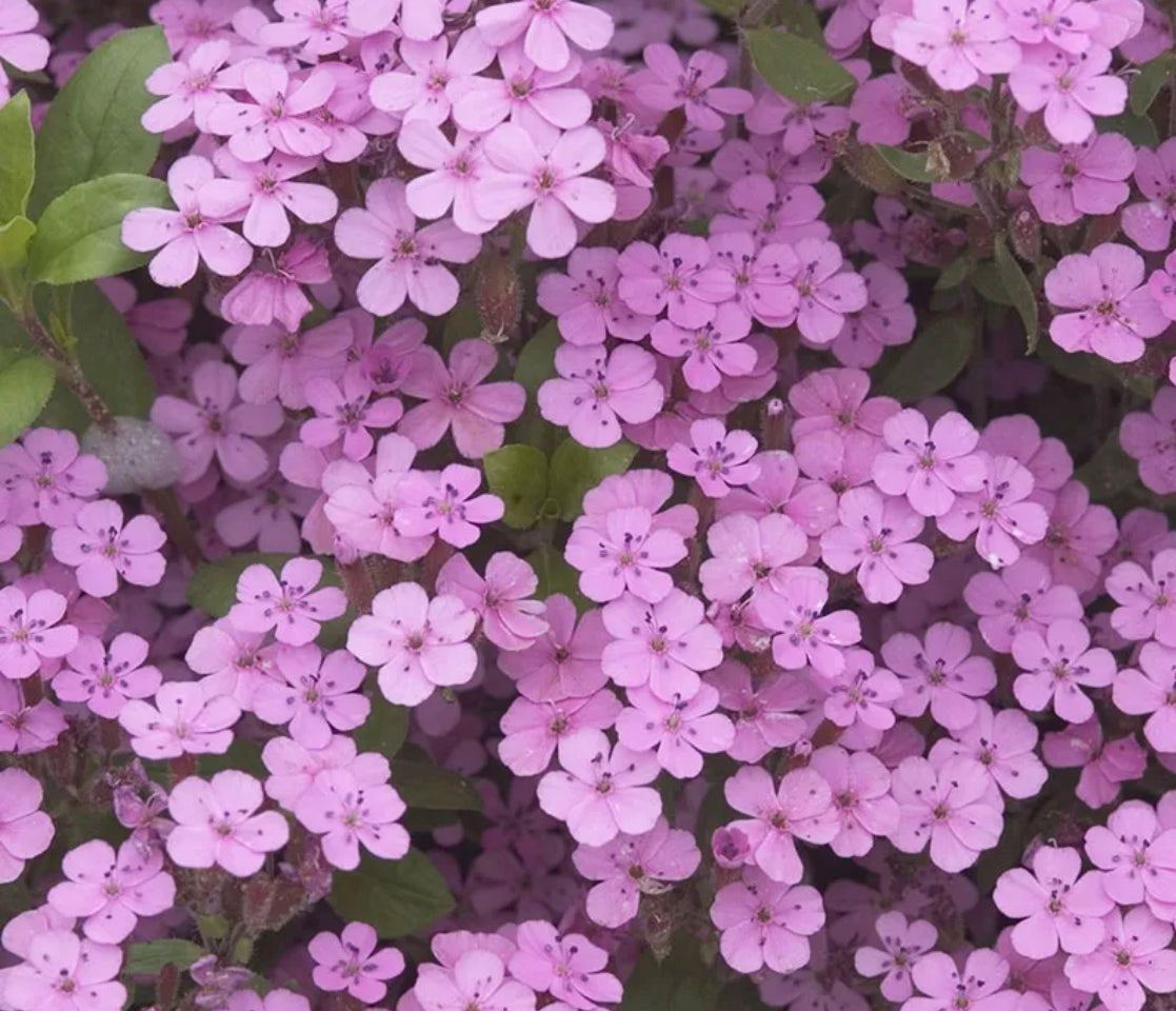 Pink Beauty Saponaria