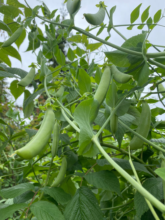 Sugar Snap Pea