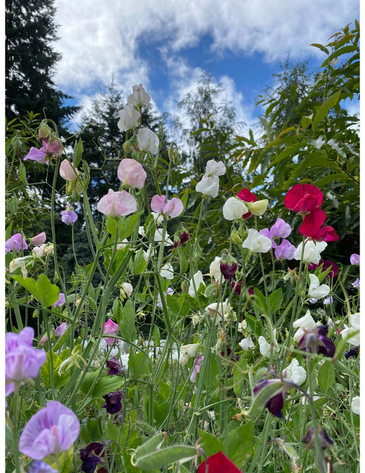 Graceful Mix Sweet Pea
