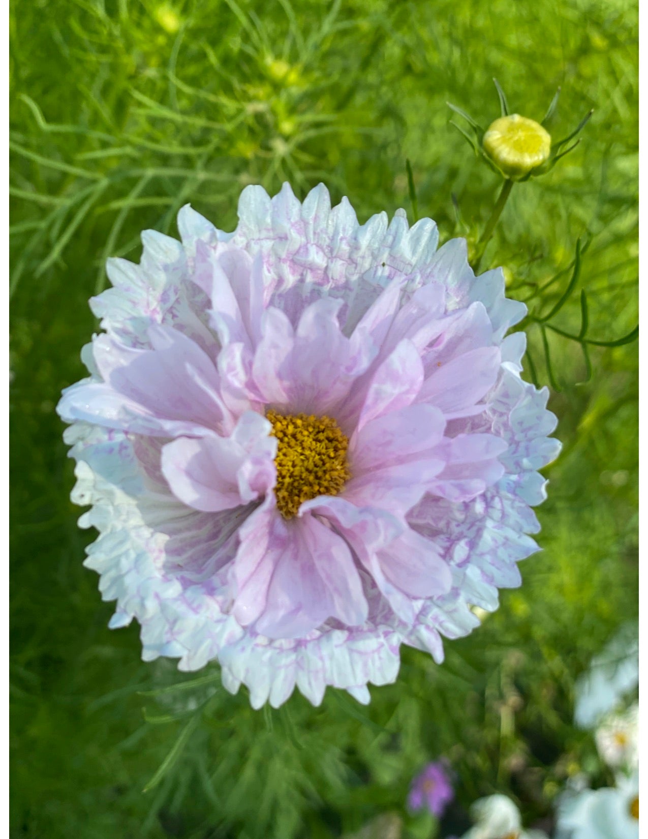 Double Click Mix Cosmos