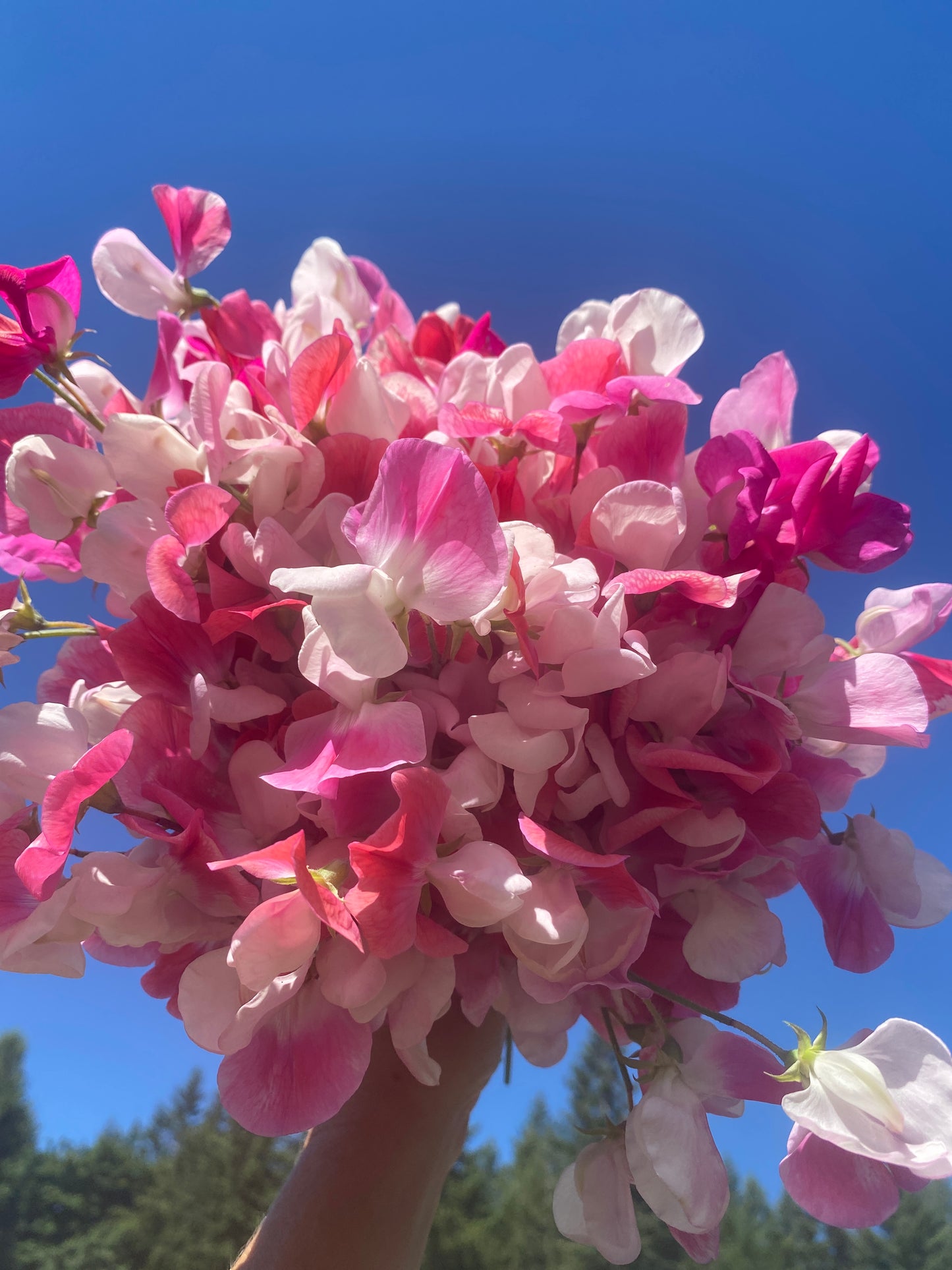 Painted Lady Sweet Pea
