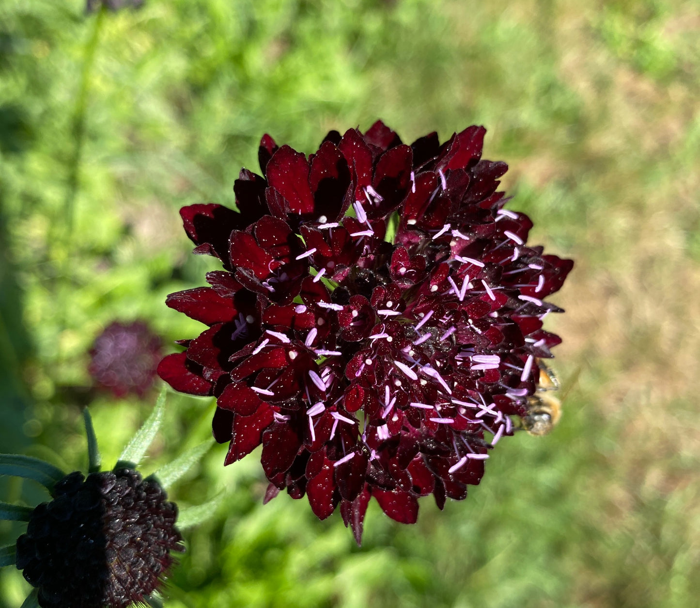 Black Knight Scabiosa