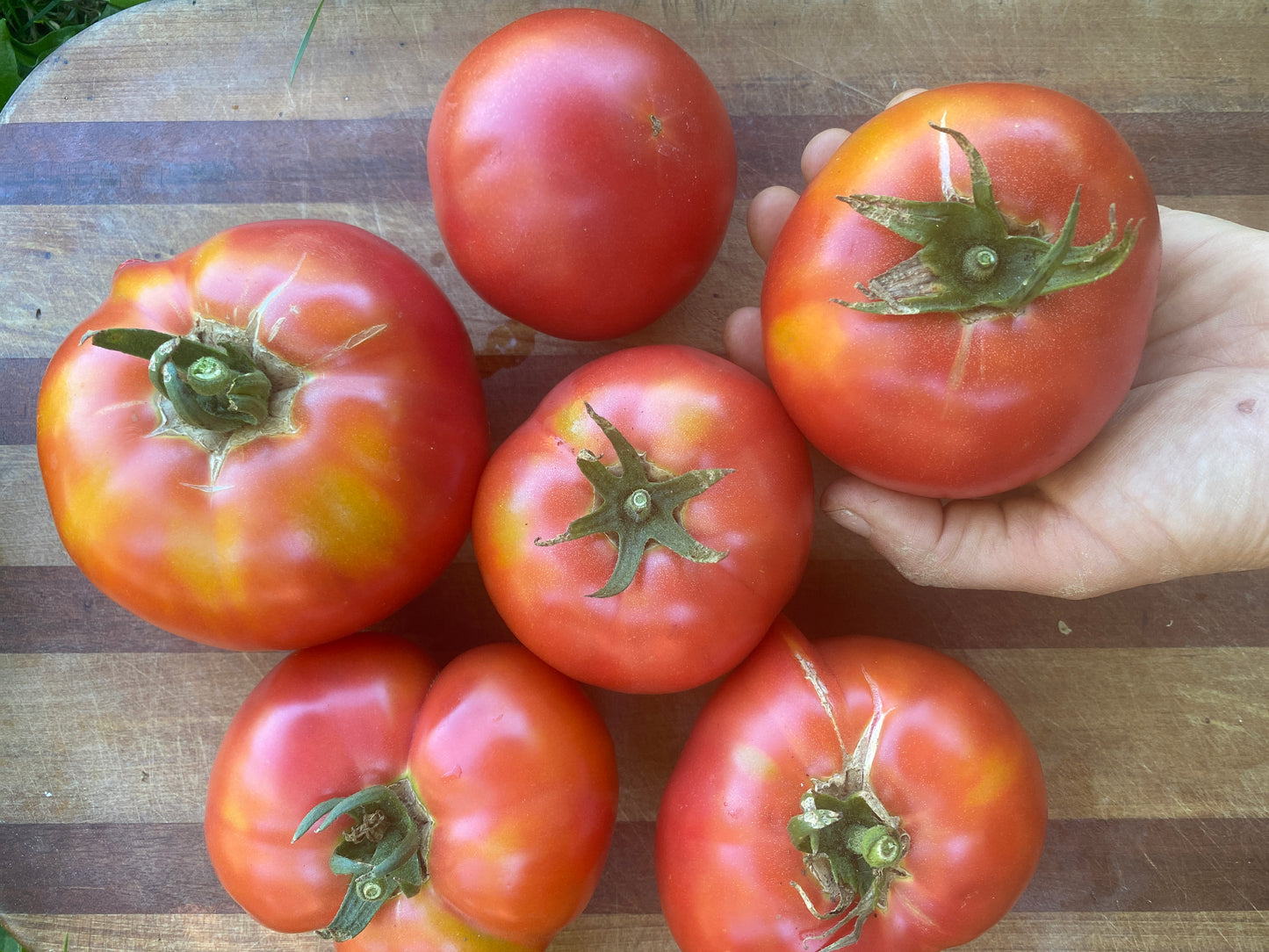 Berner Rose Heirloom Tomato