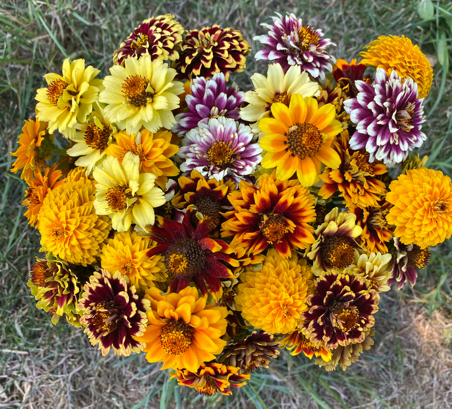 Jazzy Mix Zinnia