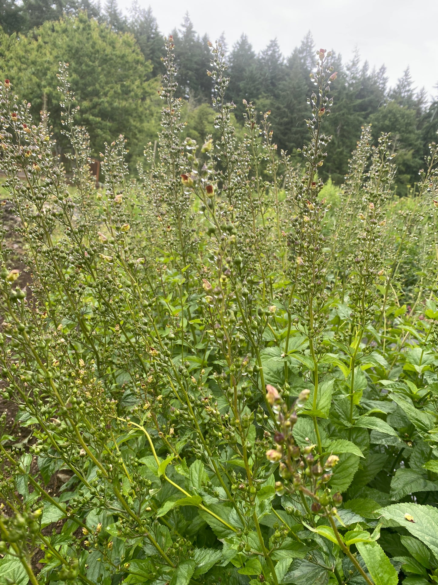 Figwort