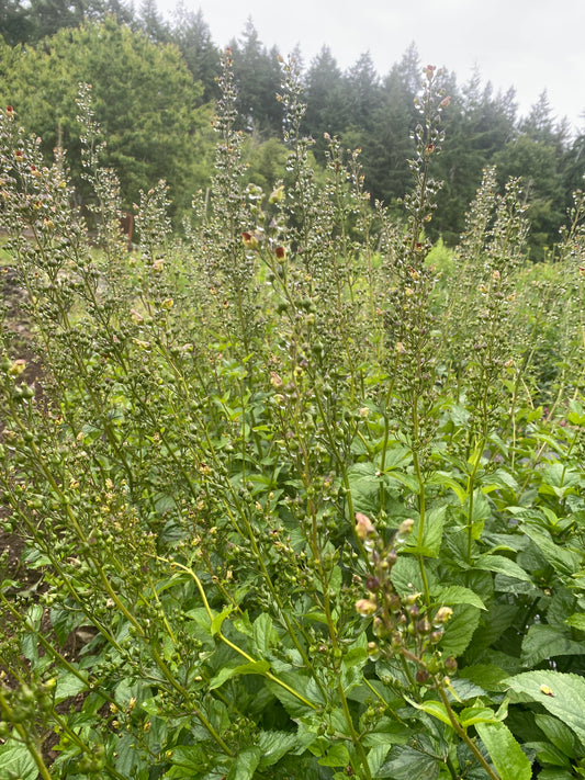 Figwort