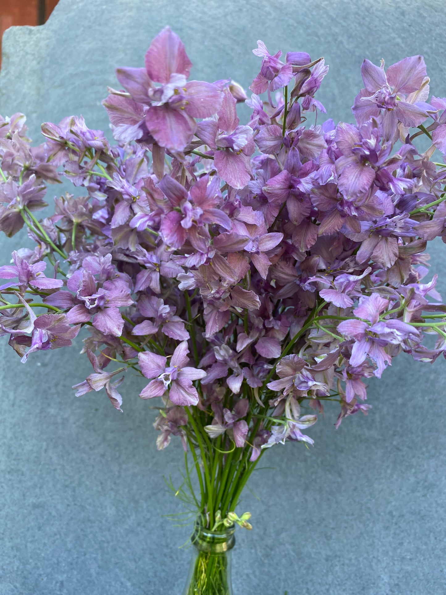 Earl Grey Larkspur