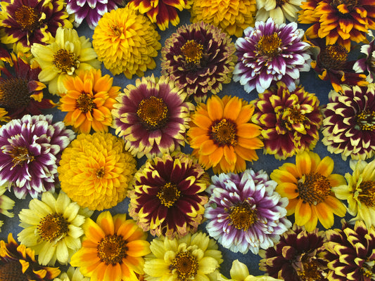 Jazzy Mix Zinnia