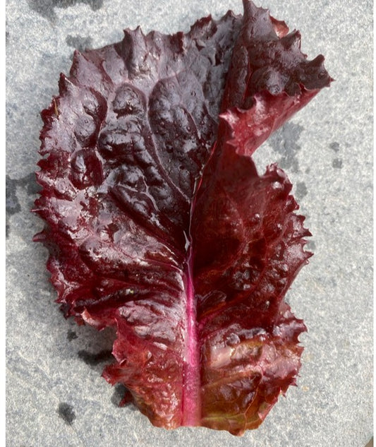 Merlot Leaf Lettuce