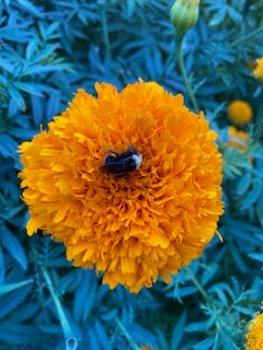 Giant Orange Marigold