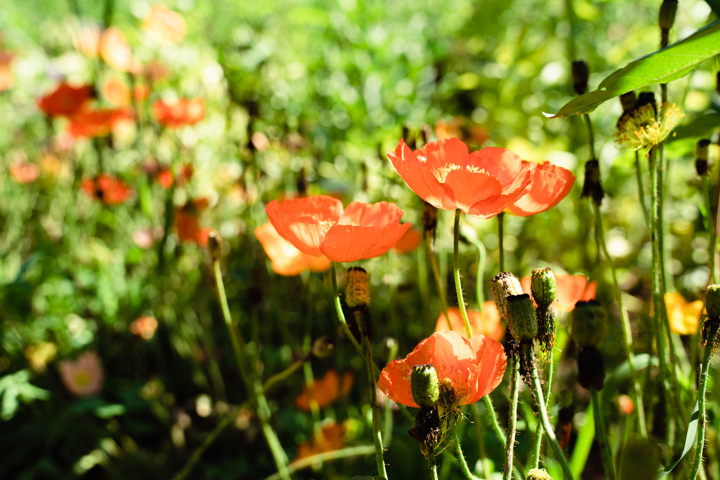 Icelandic Poppy Meadow Mix