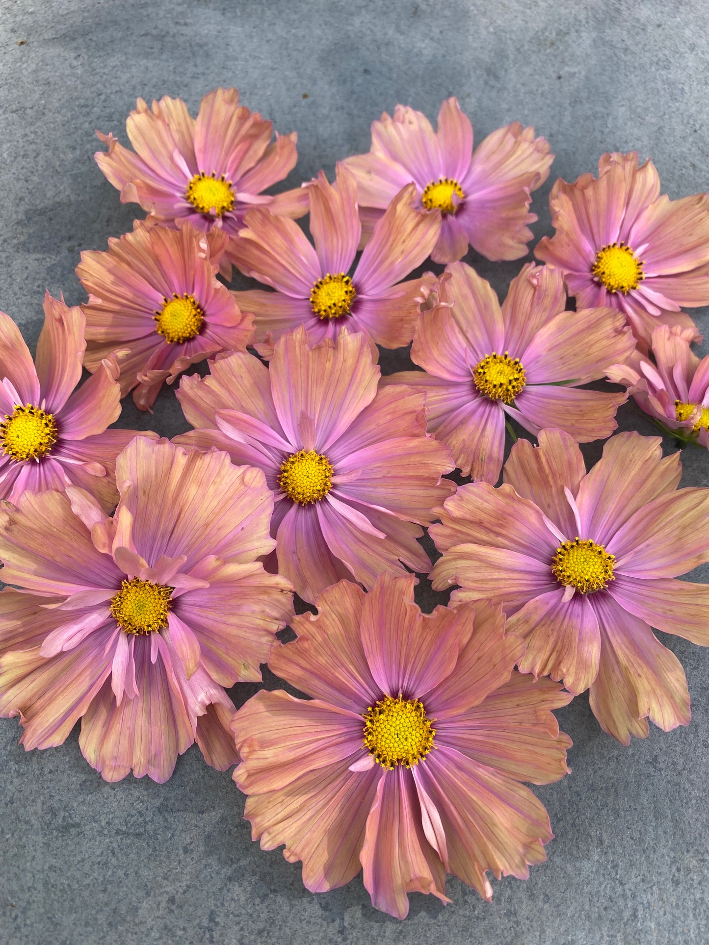 Apricotta Cosmos
