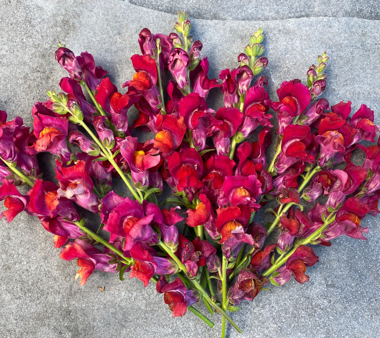 Copper Queen Snapdragon