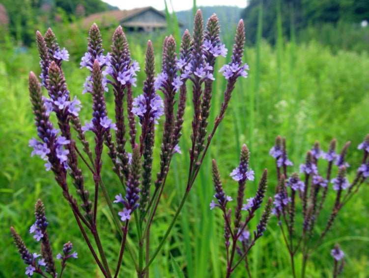 Blue Vervain