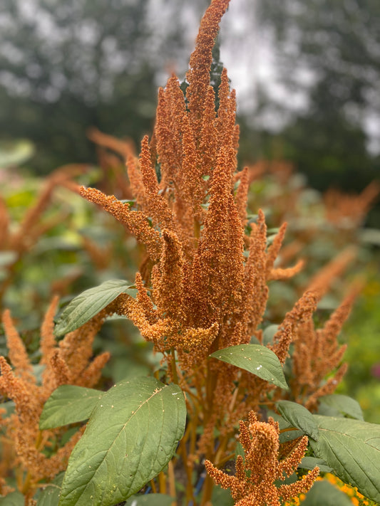 Hot Biscuits Amaranth