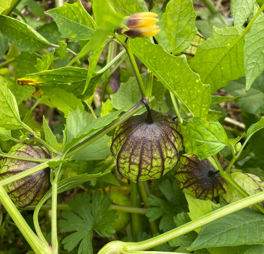 Purple and Green Tomatillo
