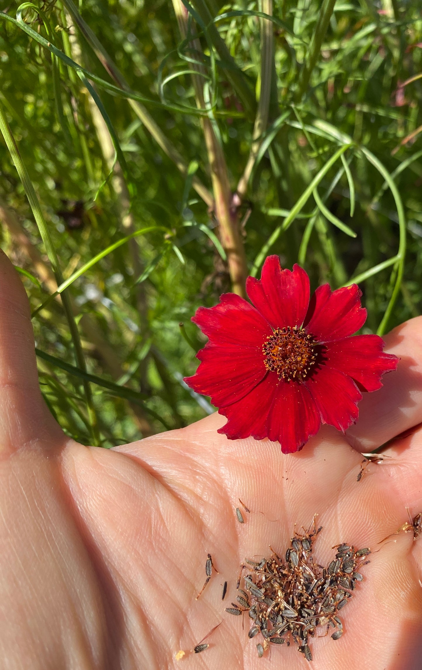 Cinnamon Dyer's Coreopsis