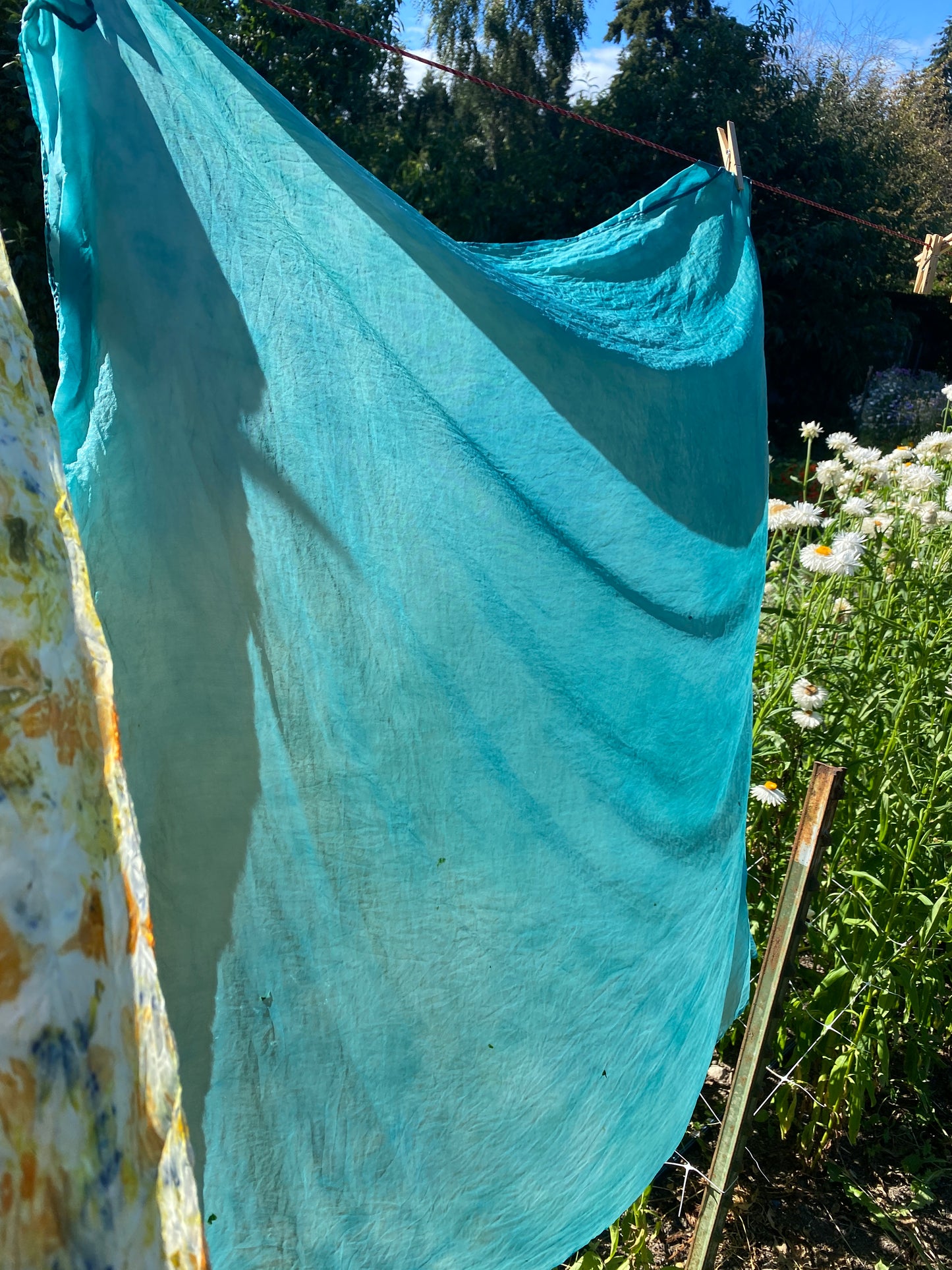 Japanese Indigo