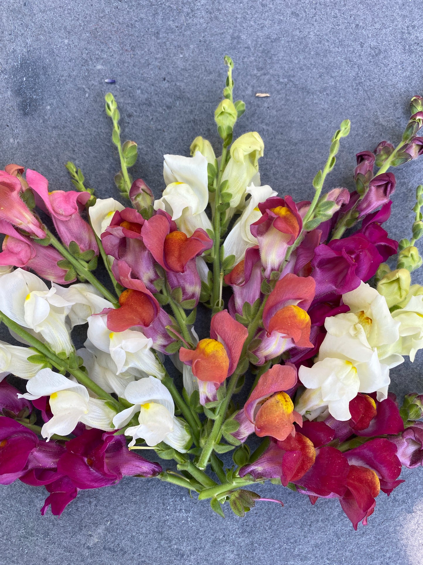Snappy Multicolor Snapdragon Mix